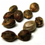 Семена марихуаны АК-47  (Seeds AK-47) в Харабалях